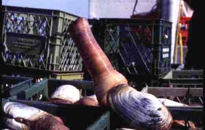 geoduck